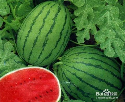 梦见给领导洗瓜吃,揭秘“给领导洗瓜吃”背后的寓意