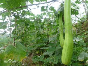 砍瓜怎么吃最好,探索最佳食用体验