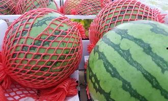 测试男友吃瓜,是无意之举还是另有隐情？