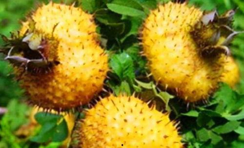 书亦刺梨吃瓜评价,揭秘网红水果的甜蜜与争议