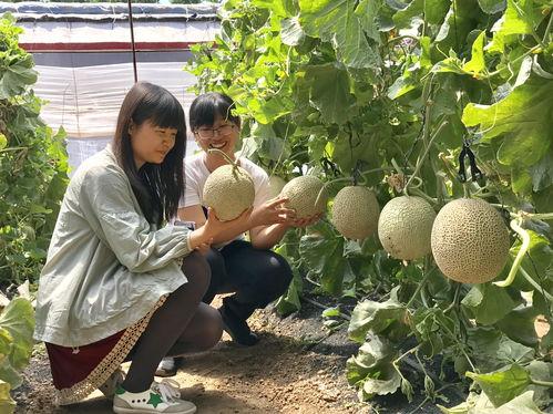 做梦自己买香瓜吃瓜,香瓜盛宴的奇幻之旅