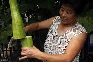 会长吃瓜最新视频,揭秘最新视频背后的热点事件