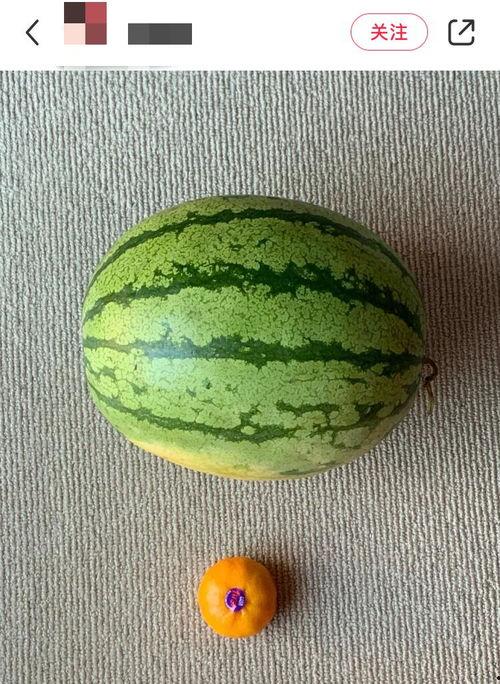 全球吃瓜基地排名,揭秘各国瓜果文化盛地