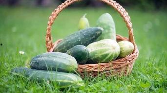 春吃芽夏食瓜,四季饮食养生之道