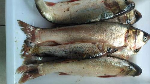 江鱼吃瓜小说,揭秘网络小说中的神秘世界