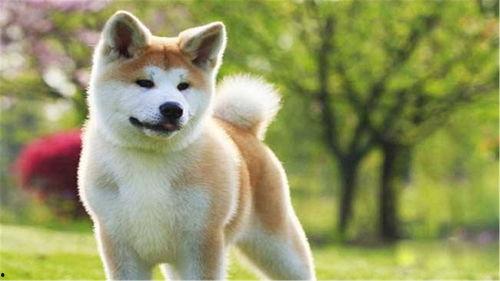 秋田犬可以吃网纹瓜吗,网纹瓜的适宜性探讨