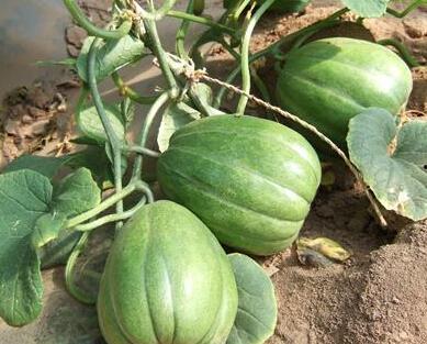 这些天吃瓜,揭秘近期热门吃瓜事件背后的真相