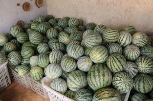 哈尔滨宝妈吃瓜