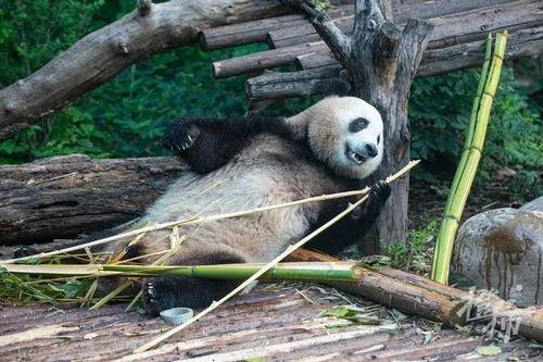 香果熊猫吃瓜,香果熊猫的夏日瓜果盛宴